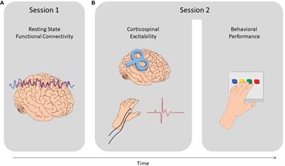 Explaining Individual Differences in Motor Behavior by Intrinsic Functional Connectivity and Corticospinal Excitability